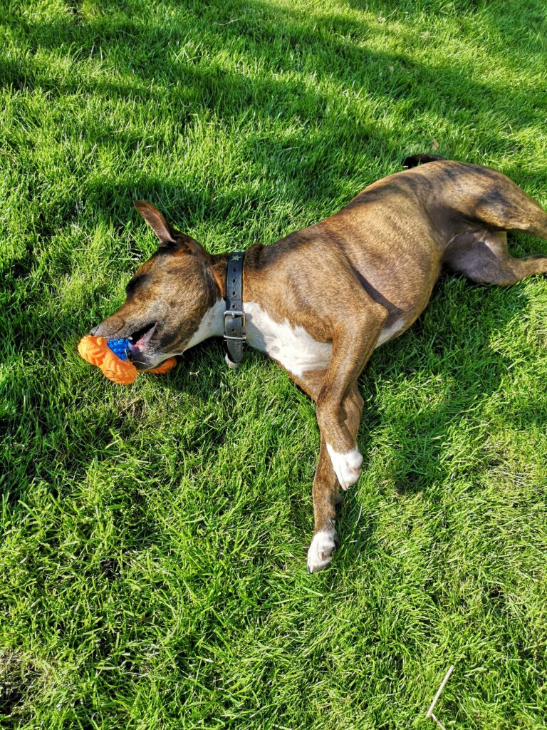 dog lying in the sunshine on grass chewing a toy